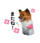 愛犬くららのスタンプ1（個別スタンプ：10）