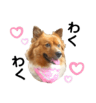 愛犬くららのスタンプ1（個別スタンプ：11）