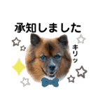 愛犬くららのスタンプ1（個別スタンプ：12）