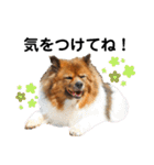 愛犬くららのスタンプ1（個別スタンプ：14）