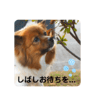 愛犬くららのスタンプ1（個別スタンプ：15）