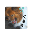 愛犬くららのスタンプ1（個別スタンプ：16）