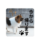 愛犬くららのスタンプ1（個別スタンプ：18）