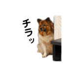 愛犬くららのスタンプ1（個別スタンプ：19）