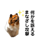 愛犬くららのスタンプ1（個別スタンプ：20）