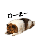 愛犬くららのスタンプ1（個別スタンプ：21）