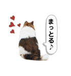 愛犬くららのスタンプ1（個別スタンプ：23）