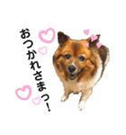 愛犬くららのスタンプ1（個別スタンプ：24）