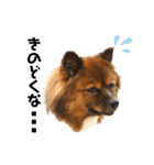 愛犬くららのスタンプ1（個別スタンプ：26）