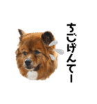 愛犬くららのスタンプ1（個別スタンプ：28）