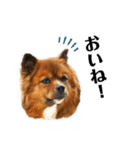 愛犬くららのスタンプ1（個別スタンプ：29）