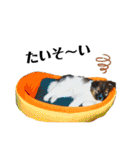 愛犬くららのスタンプ1（個別スタンプ：30）