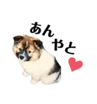 愛犬くららのスタンプ1（個別スタンプ：31）