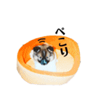 愛犬くららのスタンプ1（個別スタンプ：32）