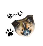 愛犬くららのスタンプ1（個別スタンプ：33）