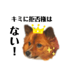 愛犬くららのスタンプ1（個別スタンプ：34）