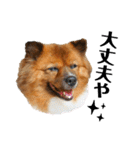 愛犬くららのスタンプ1（個別スタンプ：35）