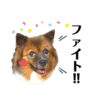 愛犬くららのスタンプ1（個別スタンプ：36）