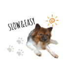 愛犬くららのスタンプ1（個別スタンプ：37）