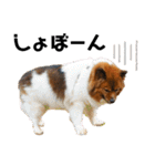愛犬くららのスタンプ1（個別スタンプ：38）