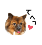 愛犬くららのスタンプ1（個別スタンプ：39）