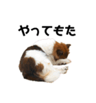 愛犬くららのスタンプ1（個別スタンプ：40）
