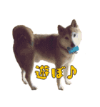 ハヤちゃん大好き（個別スタンプ：1）