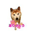 ハヤちゃん大好き（個別スタンプ：3）