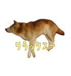 ハヤちゃん大好き（個別スタンプ：5）