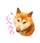 ハヤちゃん大好き（個別スタンプ：7）