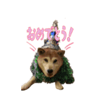 ハヤちゃん大好き（個別スタンプ：8）
