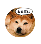 ハヤちゃん大好き（個別スタンプ：10）