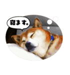 ハヤちゃん大好き（個別スタンプ：16）