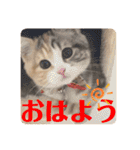 毎日ほっこりさくちゃん6（個別スタンプ：1）