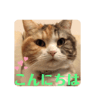 毎日ほっこりさくちゃん6（個別スタンプ：2）