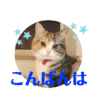 毎日ほっこりさくちゃん6（個別スタンプ：3）