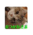 毎日ほっこりさくちゃん6（個別スタンプ：7）