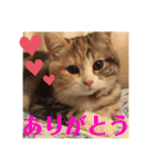 毎日ほっこりさくちゃん6（個別スタンプ：9）