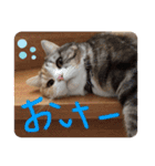 毎日ほっこりさくちゃん6（個別スタンプ：12）