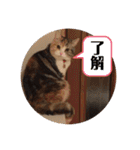 毎日ほっこりさくちゃん6（個別スタンプ：13）
