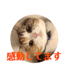 毎日ほっこりさくちゃん6（個別スタンプ：17）
