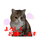 毎日ほっこりさくちゃん6（個別スタンプ：18）