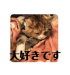 毎日ほっこりさくちゃん6（個別スタンプ：27）