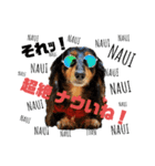 ミニチュアダックスの気ままなランチ③（個別スタンプ：1）