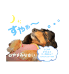 ミニチュアダックスの気ままなランチ③（個別スタンプ：6）