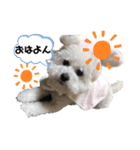 ビションフリーゼちゃん（個別スタンプ：1）