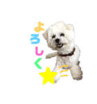 ビションフリーゼちゃん（個別スタンプ：4）