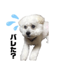 ビションフリーゼちゃん（個別スタンプ：5）