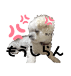 ビションフリーゼちゃん（個別スタンプ：7）