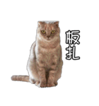 猫も昆明方言（個別スタンプ：1）
